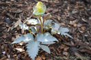Hellebore-Silver-Coin-copy-800x535