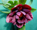 Helleborus%20Double%2001