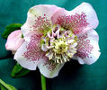 Helleborus%20Double%2002