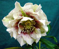 Helleborus%20Double%2003