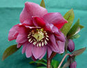 Helleborus%20Double%2004