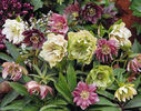 Helleborus%20mixed%20doubles