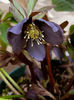 Helleborus_atrorubens