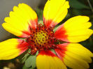 gaillardia