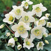 Helleborus_niger