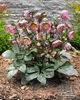 helleborus_penny