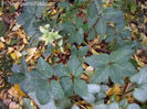 helleborus-ivory-prince-and-brunnera-macrophylla-looking-glass-in-fall-400x300