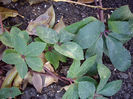 helleborus-ivory-prince-november-end