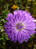 aster