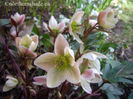 helleborus-ivory-prince-with-cream-pink-and-green-flowers-400x300