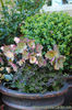 Helleborus-orientalis-2-copy