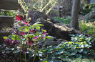 Helleborus-orientalis-3-copy-800x535