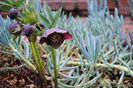Helleborus-orientalis-Red-Lady-copy-800x535