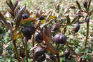 helleborus-purpurascens