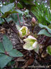 Helleborus-Walhelivor-Ivory-Prince-and-Chionodoxa