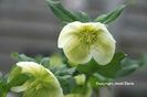 Helleborus-