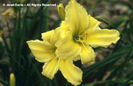 Hemerocallis%20