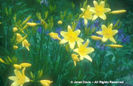 Hemerocallis%20lilioasphodelus