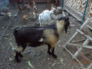 Murgu fericit
