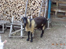 Murgu la pozat