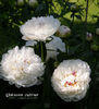 07_unknown_cultivar