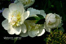 10_unknown_cultivar