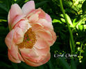 11_coral_charm