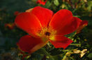 64_foetida-bicolor-4731