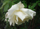 277_Clg Mrs H St 06 Bl