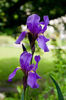 400px-Iris_croatica_Botanicki_vrt_1_080509