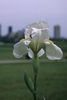 408px-Iris_albicans_fort_worth