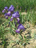 450px-Iris_illyrica_Croatia