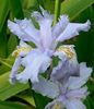 518px-Iris_wattii_4