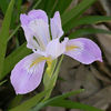 600px-Iris_douglasiana_flower_2003-03-17