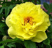 651px-Paeonia_suffruticosa_-_02