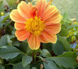 675px-Dahlia-1