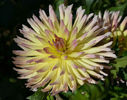 765px-Dahlia_karmasangria