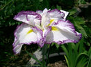 800px-Iris_ensata_cv_kumoinogan