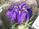800px-Iris_ensata_var_ensata2