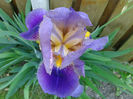 800px-Iris_Germanica_2012-2