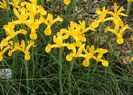 800px-Iris_lusitanica_01