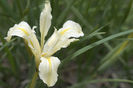 800px-Iris_macrosiphon
