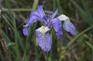 800px-Iris_missouriensis_9425