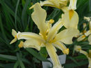 800px-Iris_orientalis_2007-05-13_356