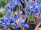 800px-Iris_reticulata