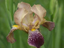 800px-Iris_squalens_250503