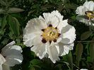 800px-Paeonia_suffruticosa_G03