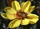 800px-Two_bees_on_party_flower