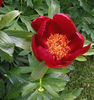 1212140087_paeonia_peregrina_victor4