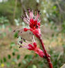 Acer_rubrum_flower_compressed_2.28_.11_001_web__resized